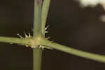 Southern rattlesnake master